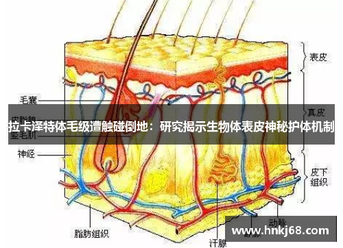 拉卡泽特体毛级遭触碰倒地：研究揭示生物体表皮神秘护体机制